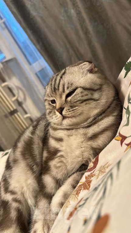 Кошки в Химках: Кот по имени Мош ищет дом Мальчик, Бесплатно - фото 2