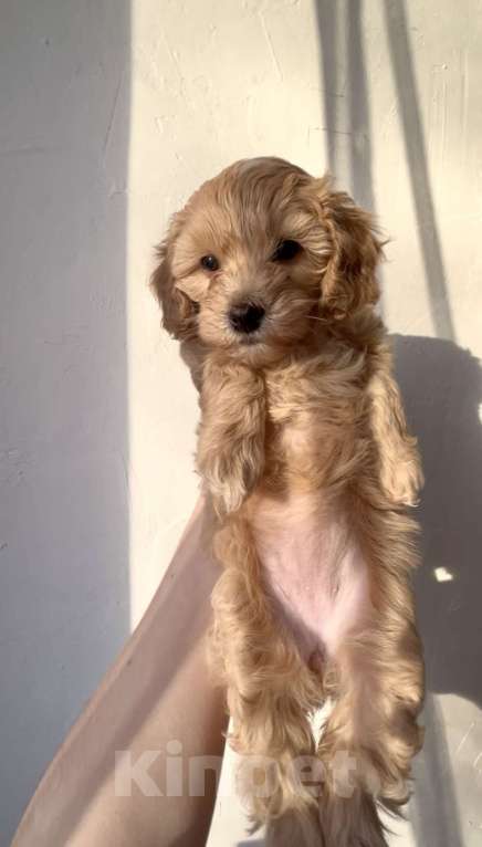 Собаки в Новосибирске: Мальтипу F1 девочка Девочка, 150 000 руб. - фото 4