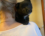 Собаки в Москве: Малышка Мишелька ищет хозяев  Девочка, Бесплатно - фото 8