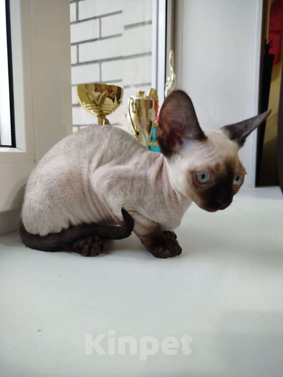 Кошки в Воронеже: Девон Рекс коёнок Девочка, Бесплатно - фото 6