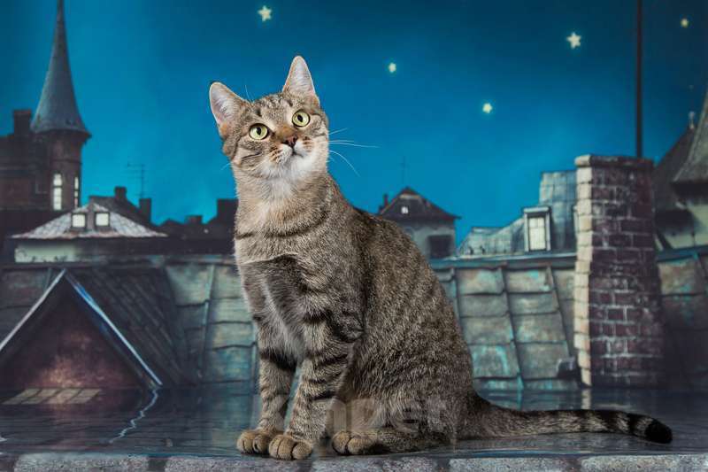 Кошки в Москве: Серая полосатая кошечка Эвридика в самые лучшие руки Девочка, 1 руб. - фото 4