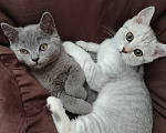 Кошки в Североморске: Продам Шотландского прямоухого котенка Мальчик, 12 000 руб. - фото 4