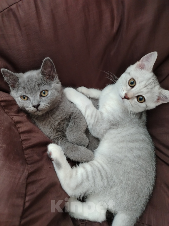 Кошки в Североморске: Продам Шотландского прямоухого котенка Мальчик, 12 000 руб. - фото 4