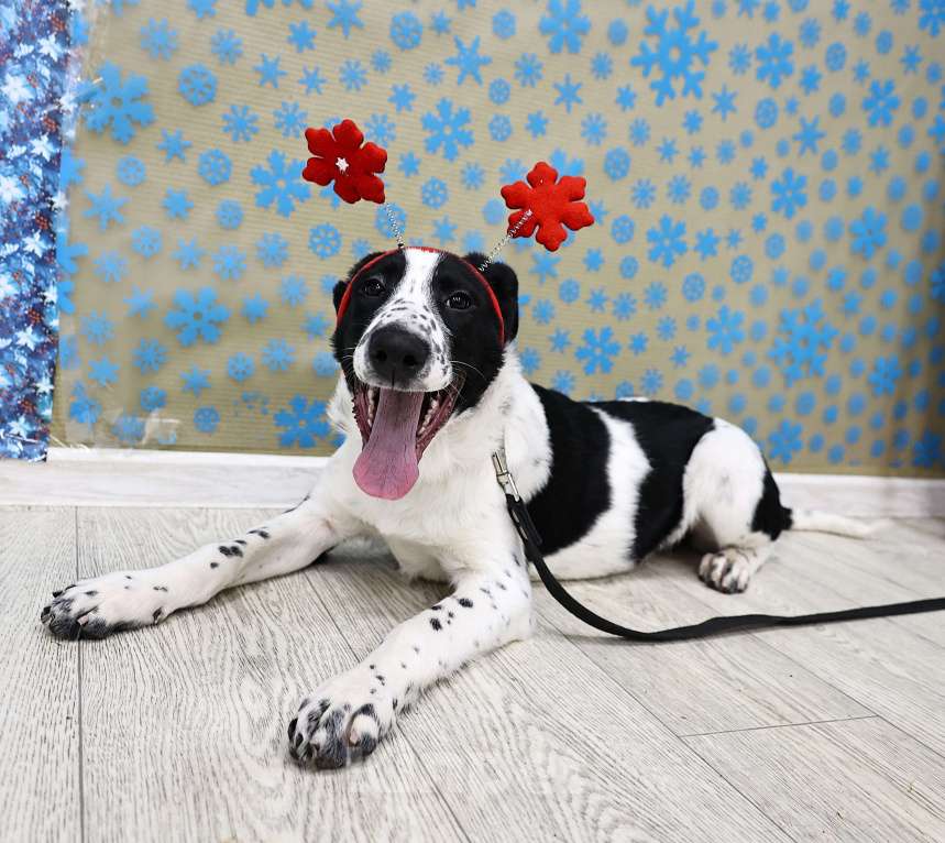 Собаки в Москве: Щенки бесплатно в Москве Девочка, Бесплатно - фото 5