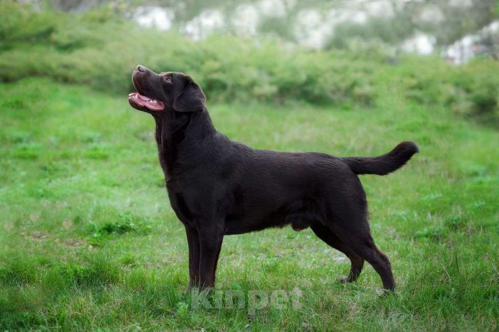 Собаки в других городах Крыма: Щенки лабрадора-ретривера Мальчик, 35 000 руб. - фото 8