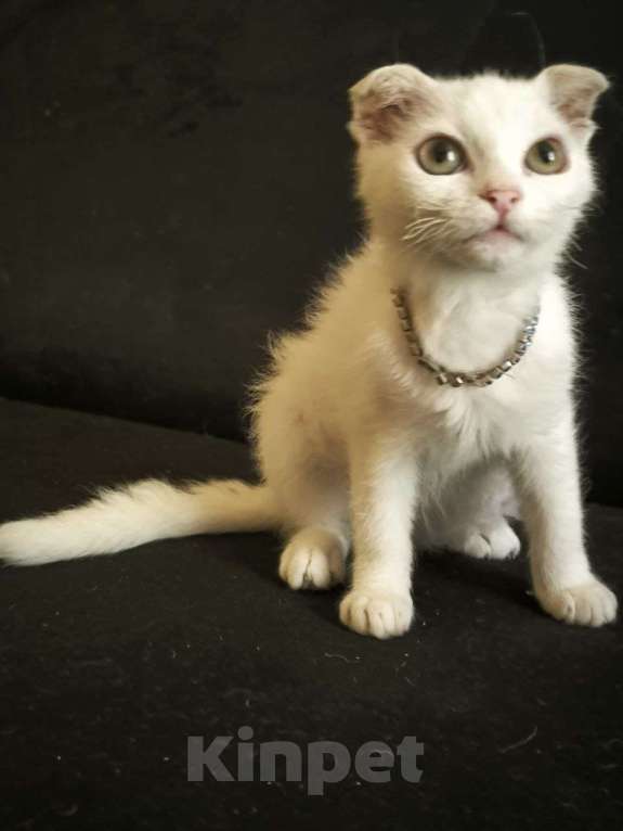 Кошки в Москве: Инопланетянка с огромными глазами Девочка, Бесплатно - фото 4