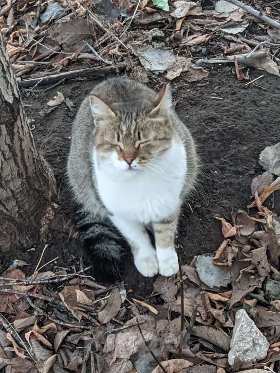 Кошки в Ульяновске: Возьмите ласковую кошечку Девочка, Бесплатно - фото 5