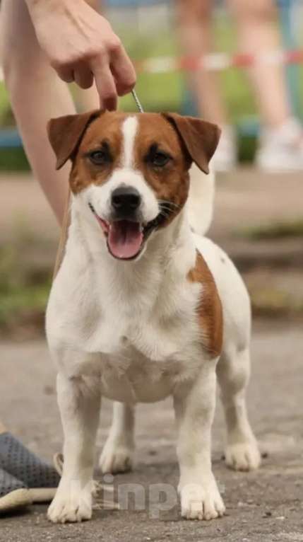 Собаки в Москве: Щенок джек-рассел-терьер от титулованных родителей  Девочка, 40 000 руб. - фото 4