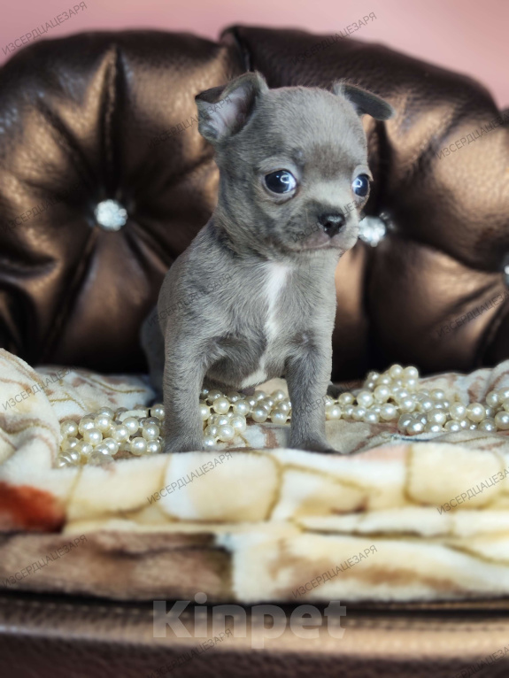 Собаки в Москве: Голубого окраса чудо мальчик чихуахуа  Мальчик, 50 000 руб. - фото 3