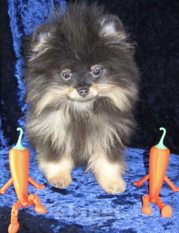 Собаки в Москве: Мальчик шпица «КРУТОЙ ПЕРЕЦ» Мальчик, Бесплатно - фото 1