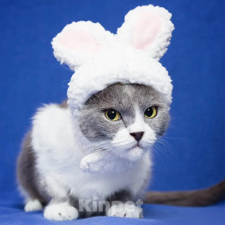 Кошки в Москве: Семья отказалась от Евы 💔 Девочка, Бесплатно - фото 2