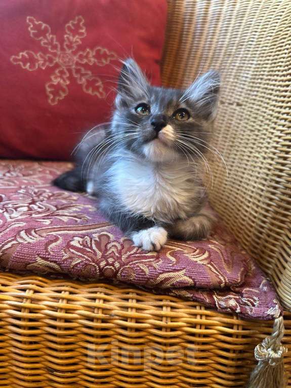 Кошки в Москве: Котенок Граф - в добрые руки. Мальчик, Бесплатно - фото 3