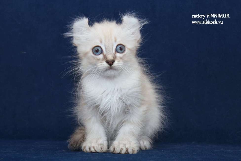 Кошки в Санкт-Петербурге: Котята американский керл Девочка, Бесплатно - фото 3