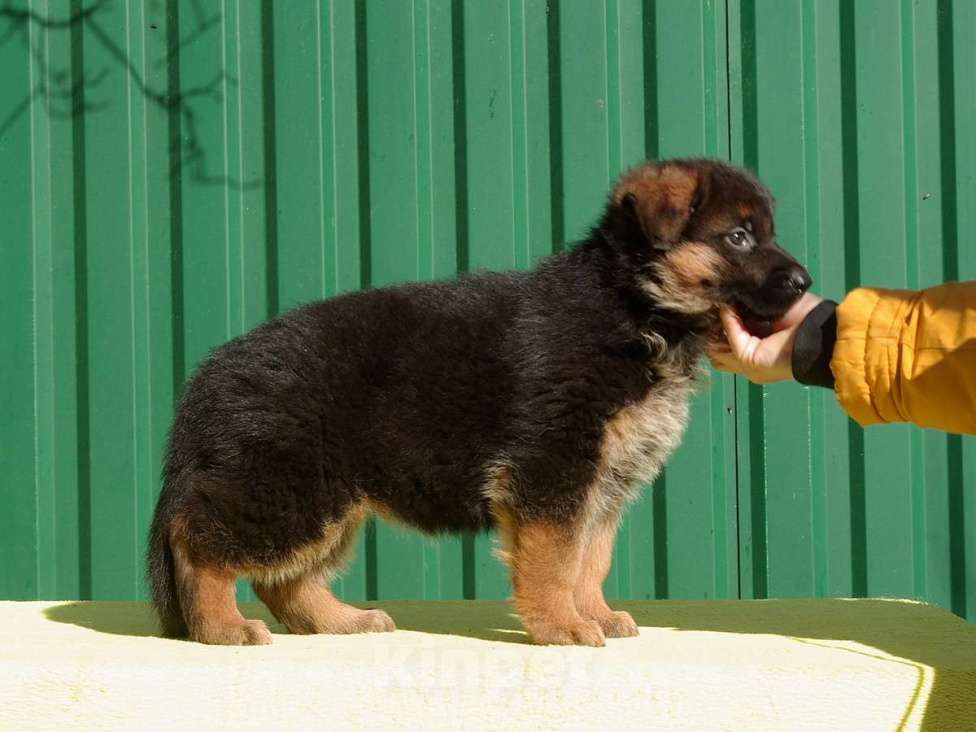Собаки в других городах Московской области: Щенок немецкой овчарки Девочка, 60 000 руб. - фото 6