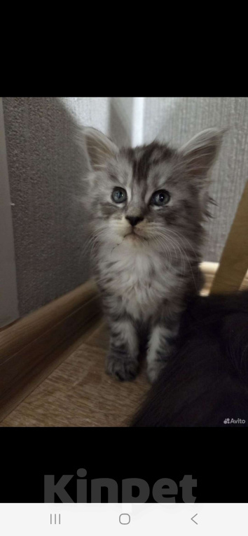 Кошки в Санкт-Петербурге: Котёнок мейн-кун Мальчик, 25 000 руб. - фото 2