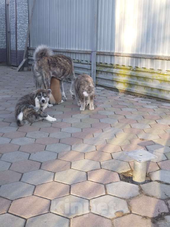 Собаки в Арсеньеве: Щенок акита, тигровый мальчик Мальчик, 50 000 руб. - фото 2