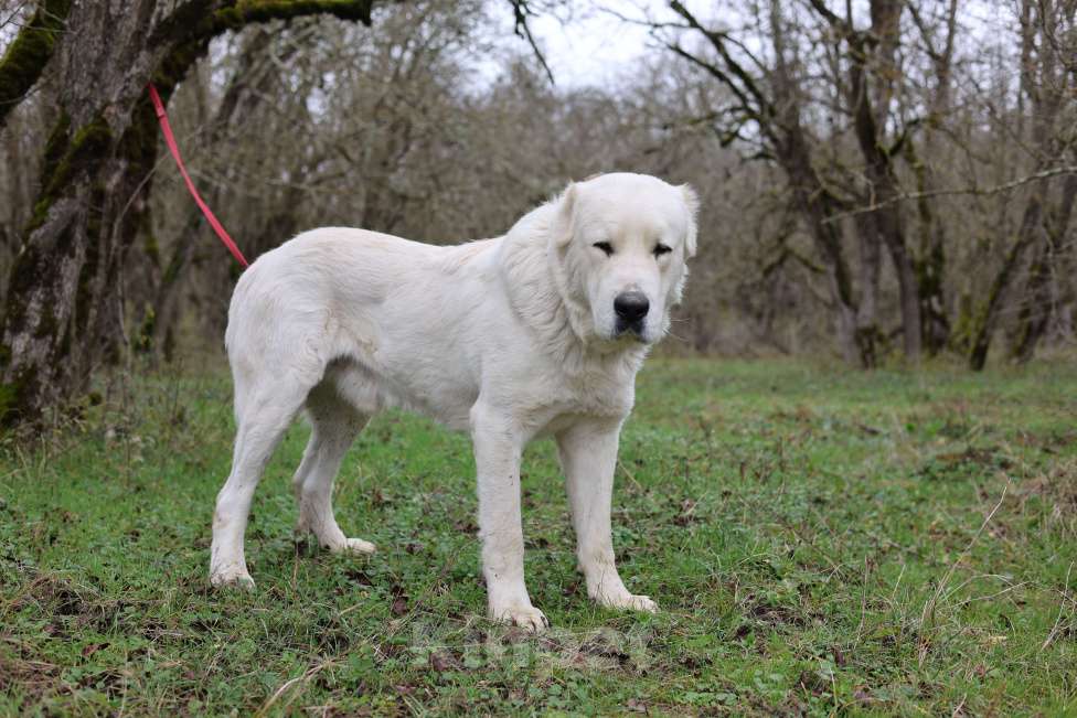 Собаки в Краснодаре: Кобель Мальчик, 25 000 руб. - фото 4