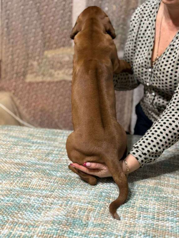 Собаки в других городах Московской области: Малышка Единственная в помете  Девочка, 110 000 руб. - фото 5