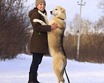 Собаки в Балашихе: Энергичная Альфа — метис лайки Девочка, Бесплатно - фото 4