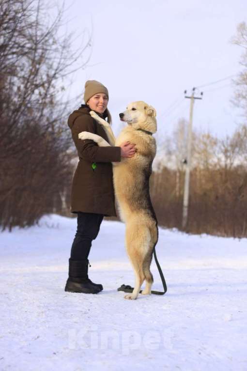 Собаки в Балашихе: Энергичная Альфа — метис лайки Девочка, Бесплатно - фото 4