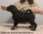 Собаки в Уфе: Щенки цвергшнауцера черный с серебром  Мальчик, 50 000 руб. - фото 4