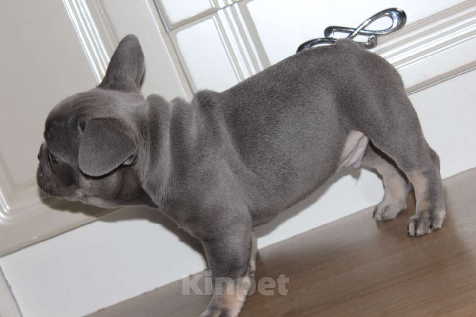 Собаки в Москве: Французский бульдог щенки Мальчик, 65 000 руб. - фото 8