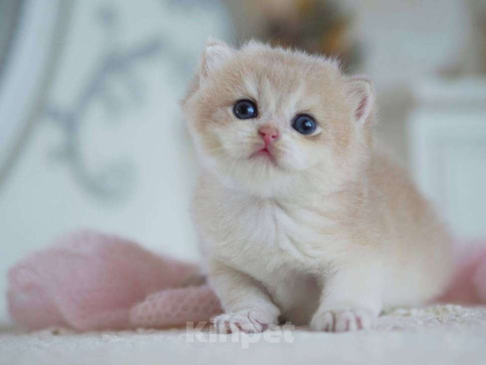 Кошки в Москве: Британский мальчик Финист Мальчик, 150 000 руб. - фото 8