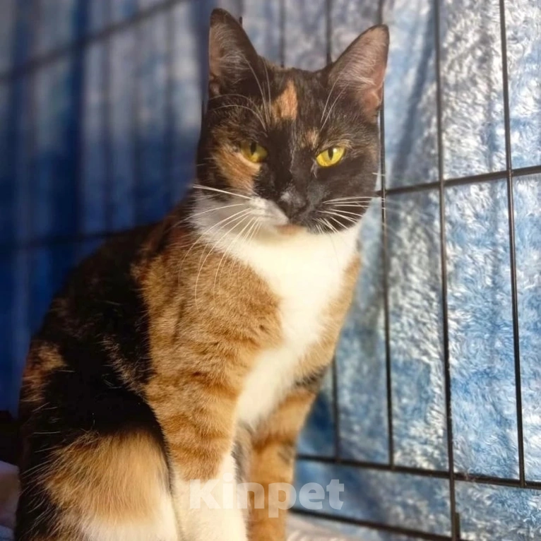 Кошки в Москве: Полгода заточения в клеточке Девочка, Бесплатно - фото 3