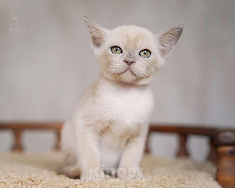 Кошки в Москве: Европейская Бурма лиловый Мальчик Мальчик, 85 000 руб. - фото 2