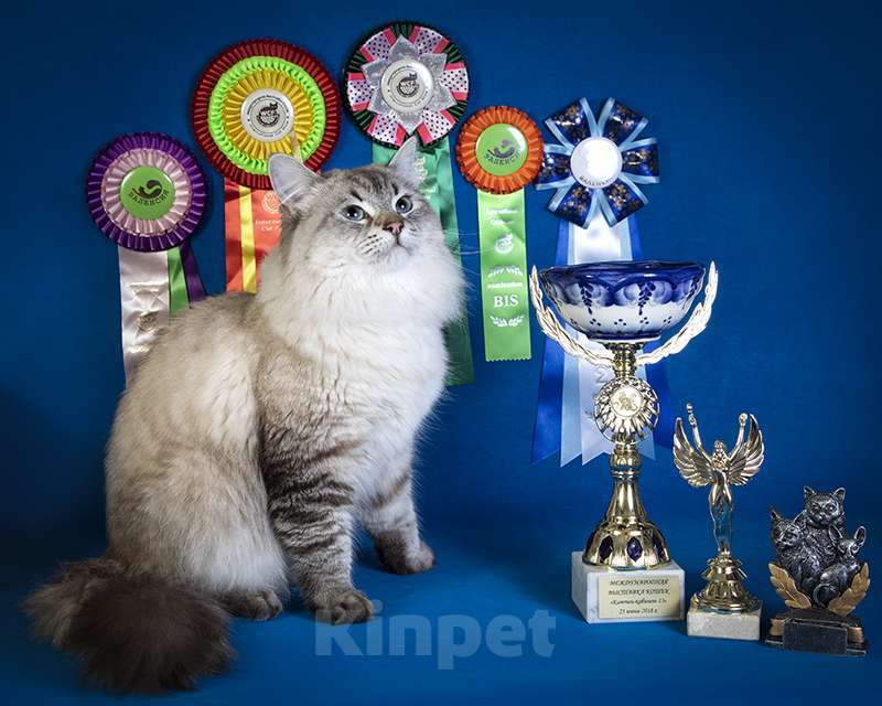 Кошки в других городах Московской области: В добрые руки Мальчик, Бесплатно - фото 4