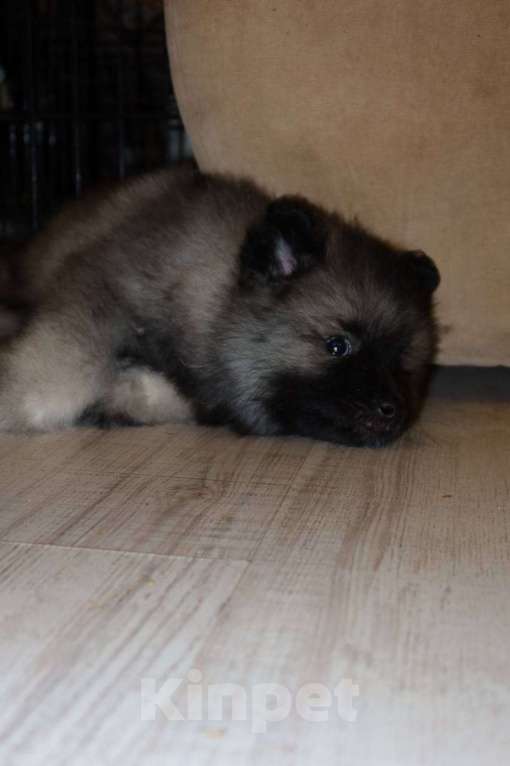 Собаки в Москве: Орион Звездный Из Воронцовского Дворца  Мальчик, 100 000 руб. - фото 4