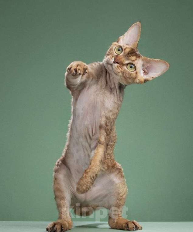 Кошки в Москве: Кот породы DRX титулованный (Луи) Мальчик, 20 000 руб. - фото 2