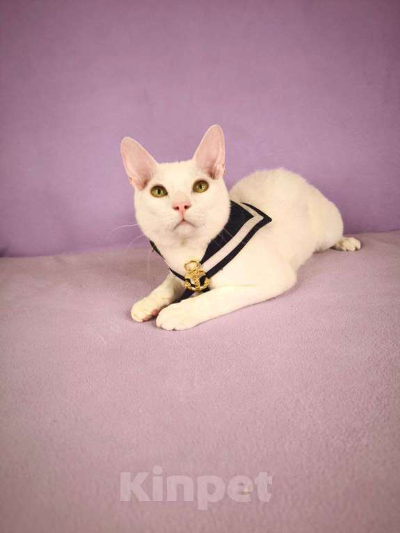 Кошки в Москве: Мини-Юра . Необычный Мальчик с шелковой шубкой Мальчик, Бесплатно - фото 5