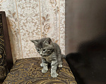 Кошки в Волжском: Отдам кошечку в добрые руки Девочка, Бесплатно - фото 2