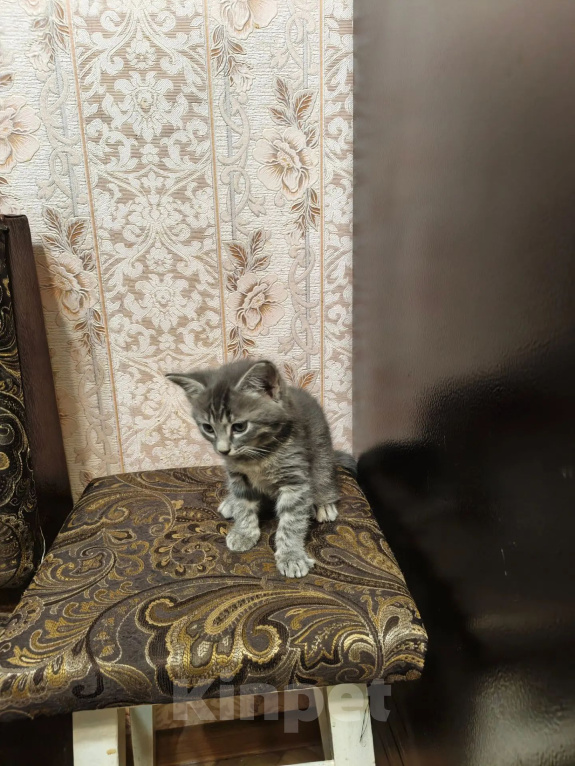 Кошки в Волжском: Отдам кошечку в добрые руки Девочка, Бесплатно - фото 2