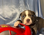 Собаки в Москве: Американский булли  Мальчик, 100 000 руб. - фото 1