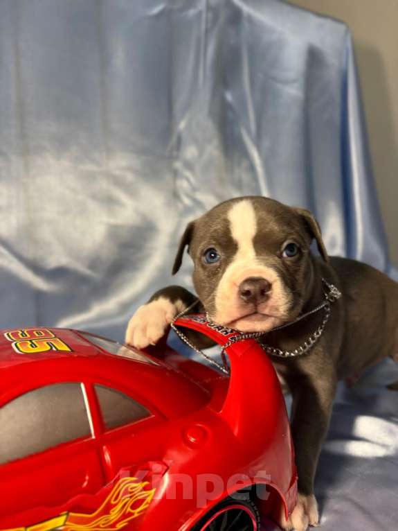 Собаки в Москве: Американский булли  Мальчик, 100 000 руб. - фото 1