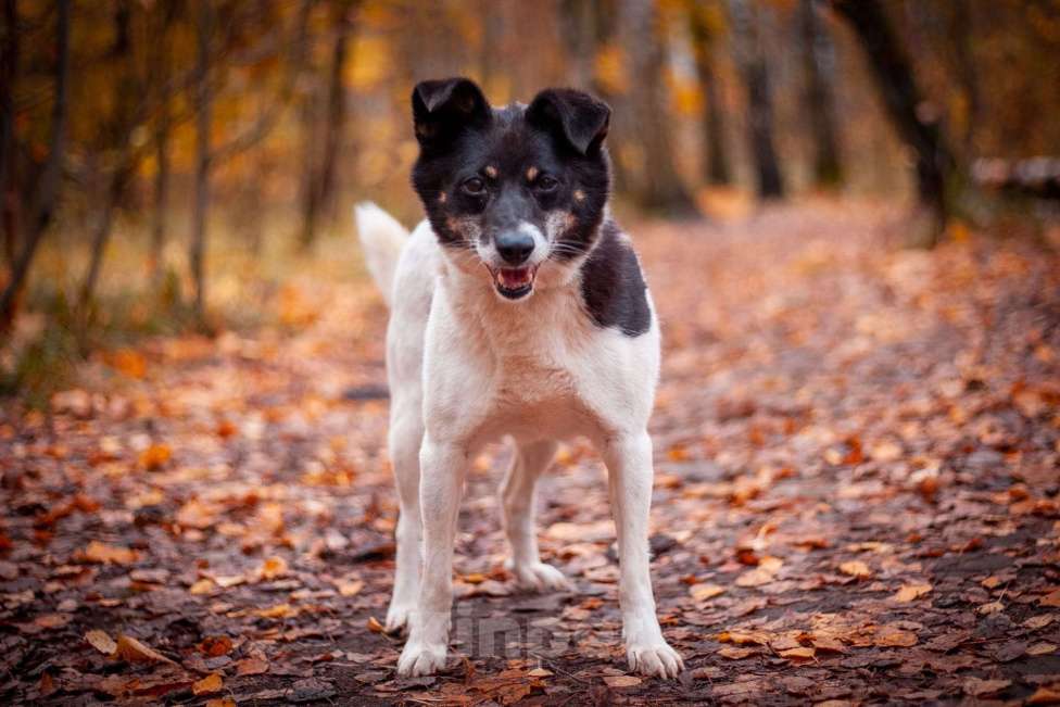 Собаки в Москве: Йоко Девочка, Бесплатно - фото 5