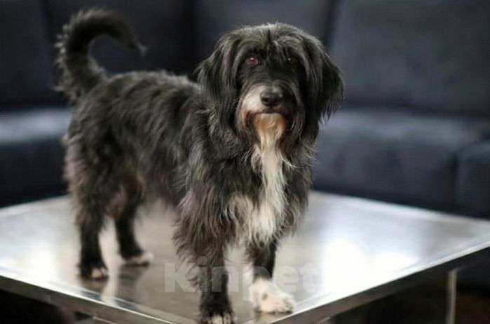 Собаки в Москве: Бородатая собачка в дар, метис Девочка, Бесплатно - фото 2