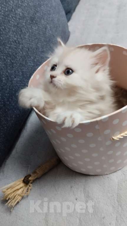 Кошки в Дзержинском: Шотландская девочка в мраморном окрасе Девочка, 45 000 руб. - фото 2