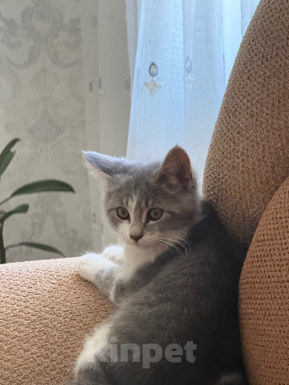 Кошки в других городах Дагестана: Отдам котенка в добрые руки 🙏❤️ Девочка, Бесплатно - фото 1