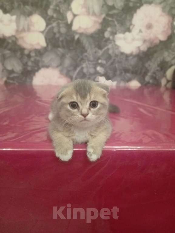 Кошки в Химках: Шотландский вислоухий мальчик, 2 месяца Мальчик, 15 000 руб. - фото 4