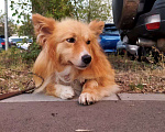 Собаки в Москве: Лисичка Лиза ищет самые заботливые ручки Девочка, Бесплатно - фото 4