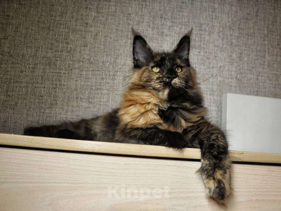 Кошки в Краснодаре: котята Мейн-Кун Девочка, Бесплатно - фото 1