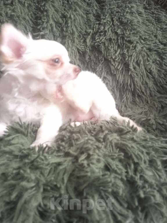 Собаки в Санкт-Петербурге: Чихуахуа девочка мелкий стандарт Девочка, 22 000 руб. - фото 4