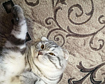Кошки в Барыше: Вязка шотландский кот, 1 000 руб. - фото 1