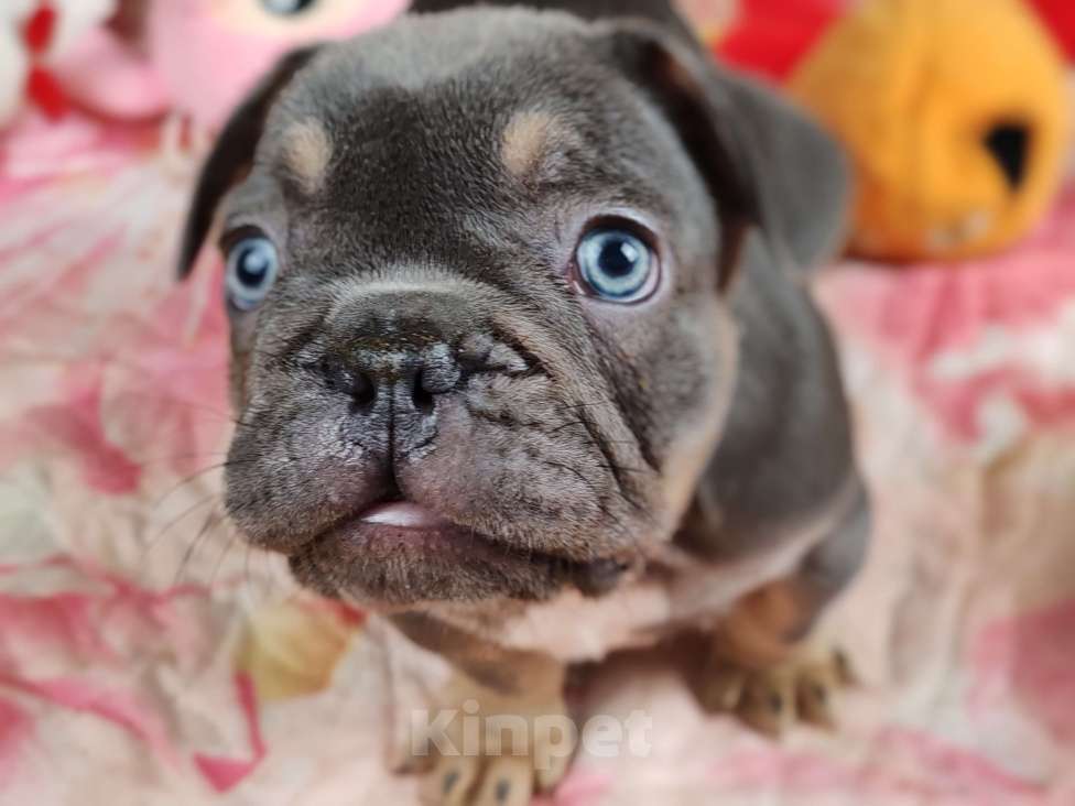 Собаки в Санкт-Петербурге: Шикарный лиловый мальчик Мальчик, 80 000 руб. - фото 1