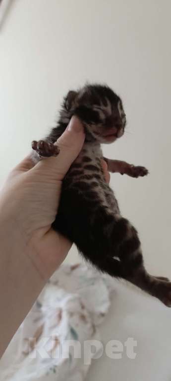 Кошки в Ивантеевке: D002 Девочка, 80 000 руб. - фото 1