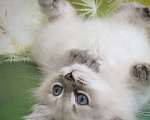 Кошки в Москве: Невский маскарадный котенок Мальчик, 60 000 руб. - фото 1