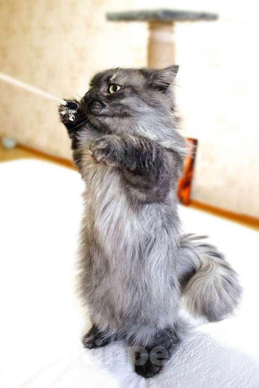 Кошки в Москве: манчкин кот Мальчик, 30 000 руб. - фото 7